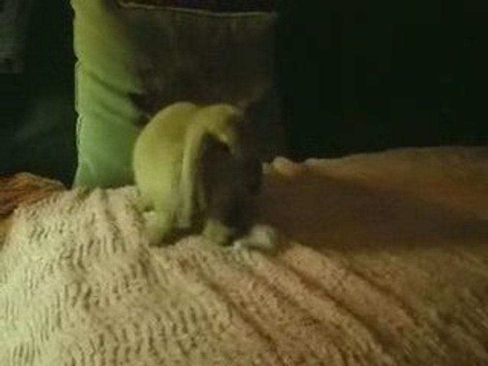 Speedy Caroline