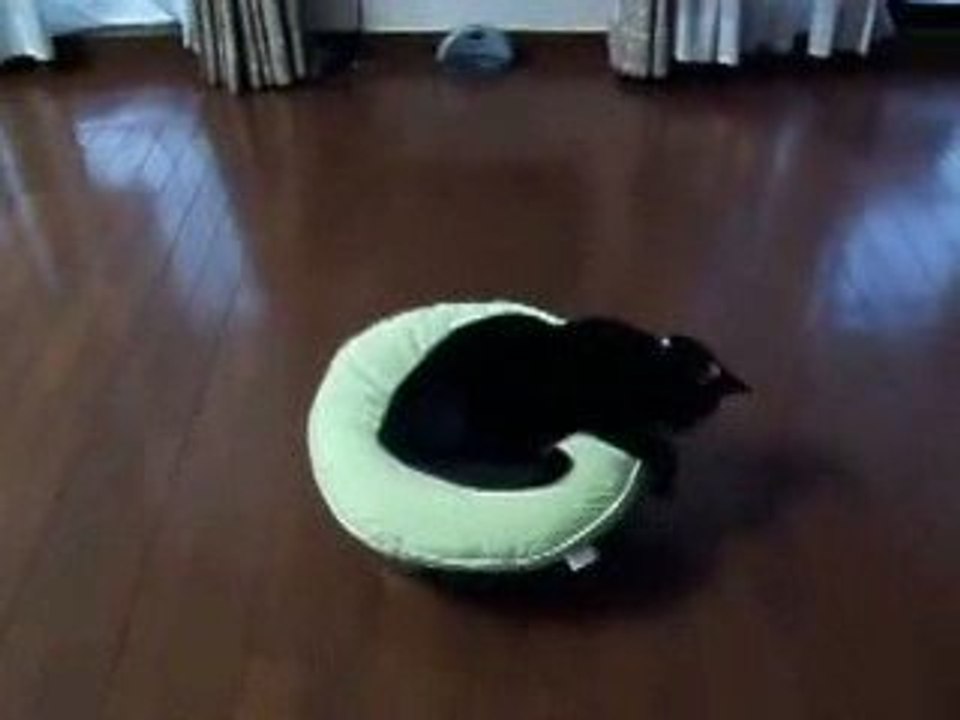 chat sur une cireuse
