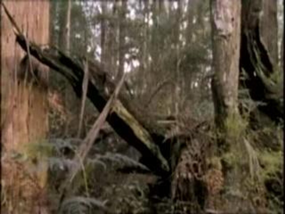 Lyrebird