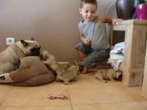 Chiots bouledogues 24 jours