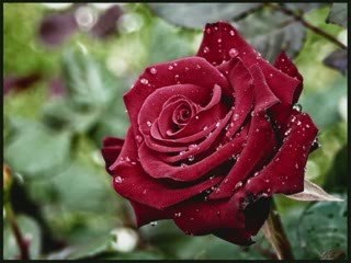 Le paradis n'est plus sur terre!! images choc.s'abstenir.