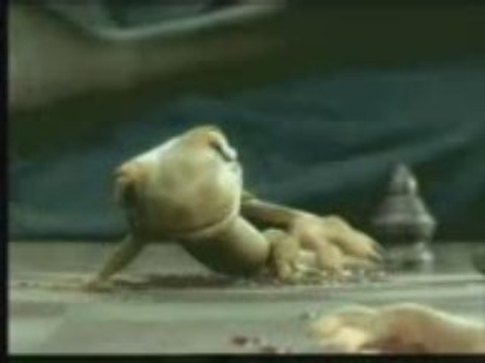 Lizard بريعصي