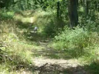 les chiens en foret 2