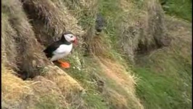 mon trip aux shetlands