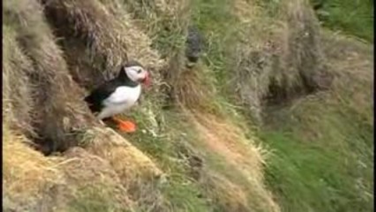 mon trip aux shetlands