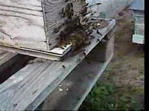 arrivée d'un essaim le 20 juillet 2009 dans ma ruchette