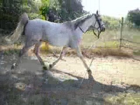 Qualabak, rond de longe