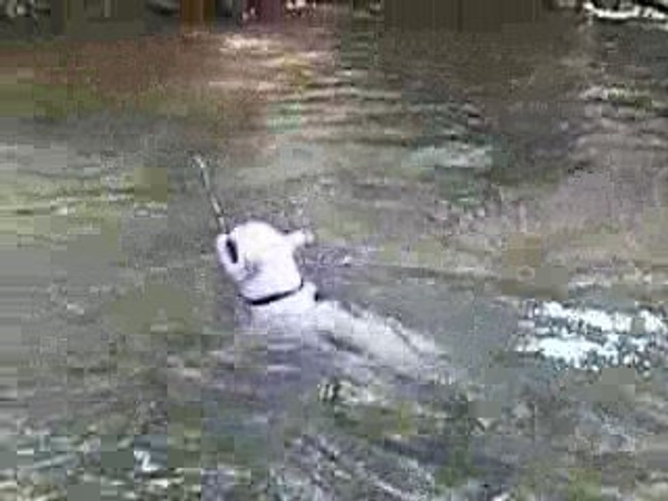 diam's saut 2