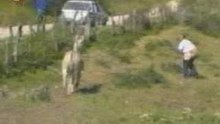 burro moca afiada