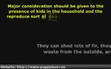 Puppy Dog Training- What To Consider Before Purchasing a New