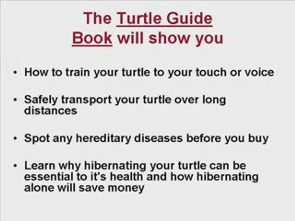 How to Find & Use Turtle Equipment in Turtle Health Care
