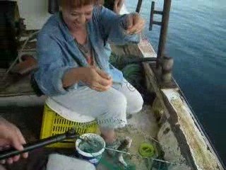 ayşe karasu levrek avı