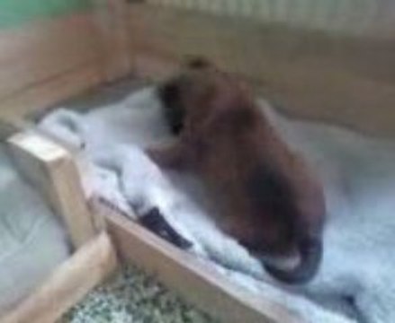 malinois eros , fils d'us'ton du calvaire aux acac