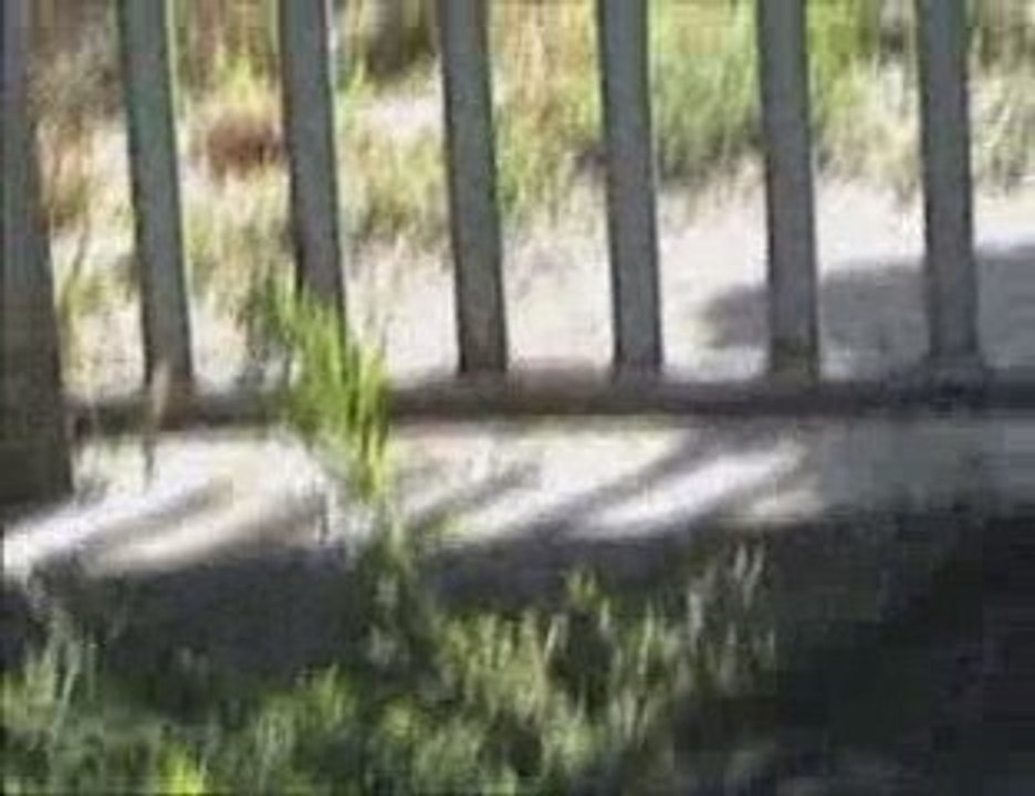 Riesenschnauzer aus der Uckermark morgen werden wir 7 Wochen