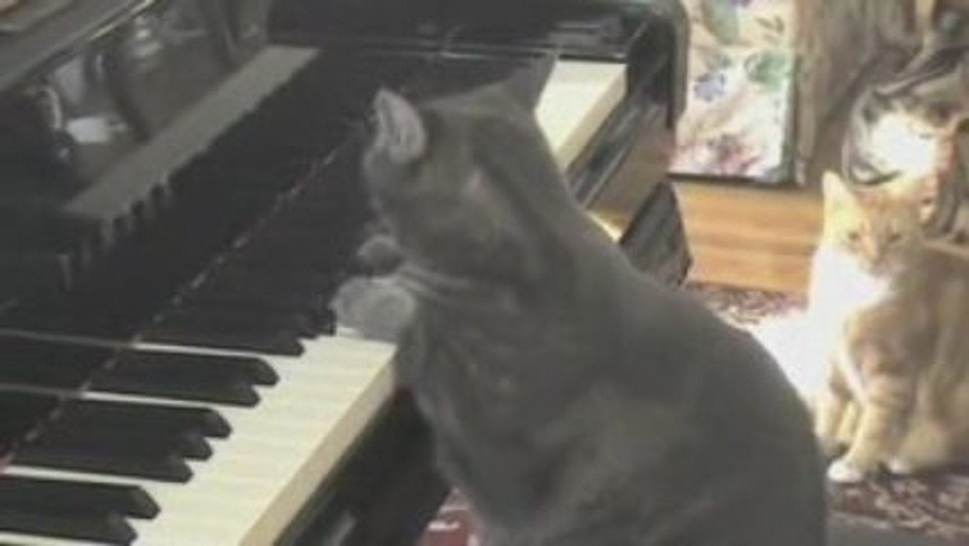 Katze-Orchester - video Dailymotion