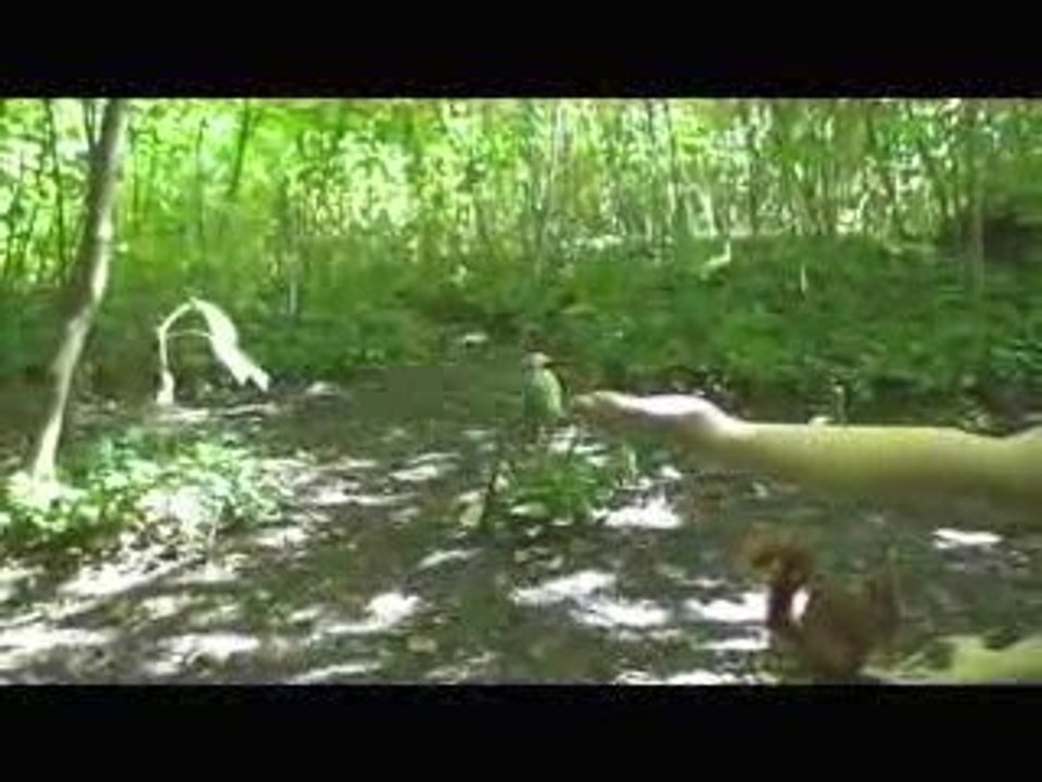 Ecureuils et mésanges