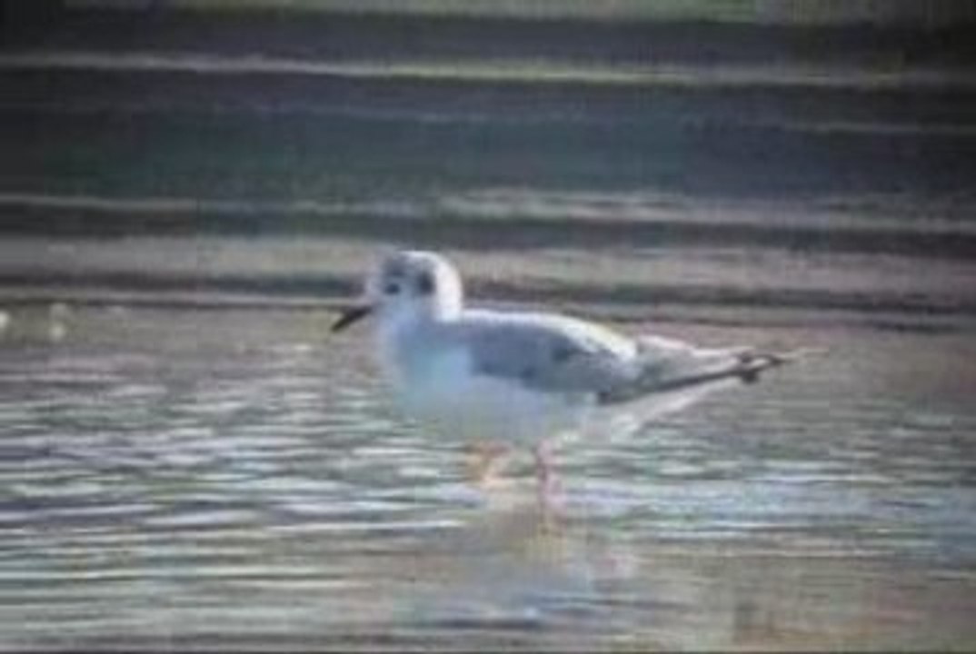 Mets tes chaussettes