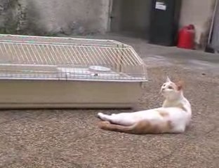 Chats et lapins - rencontre