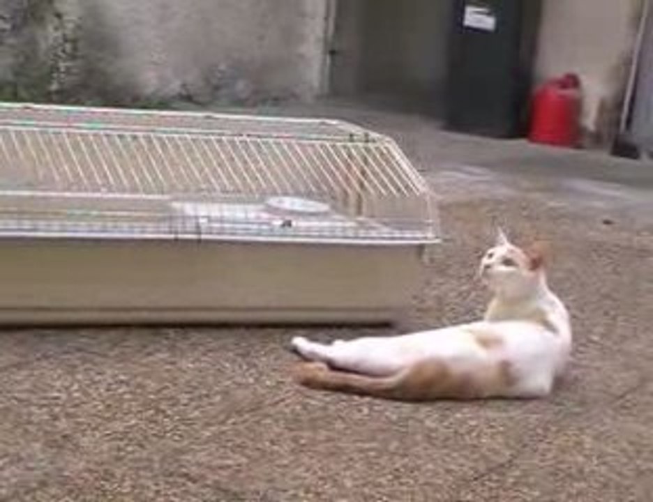 Chats et lapins - rencontre