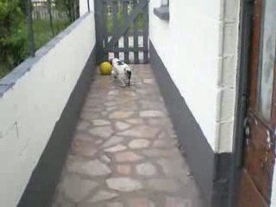 Un chien pas comme les autres!