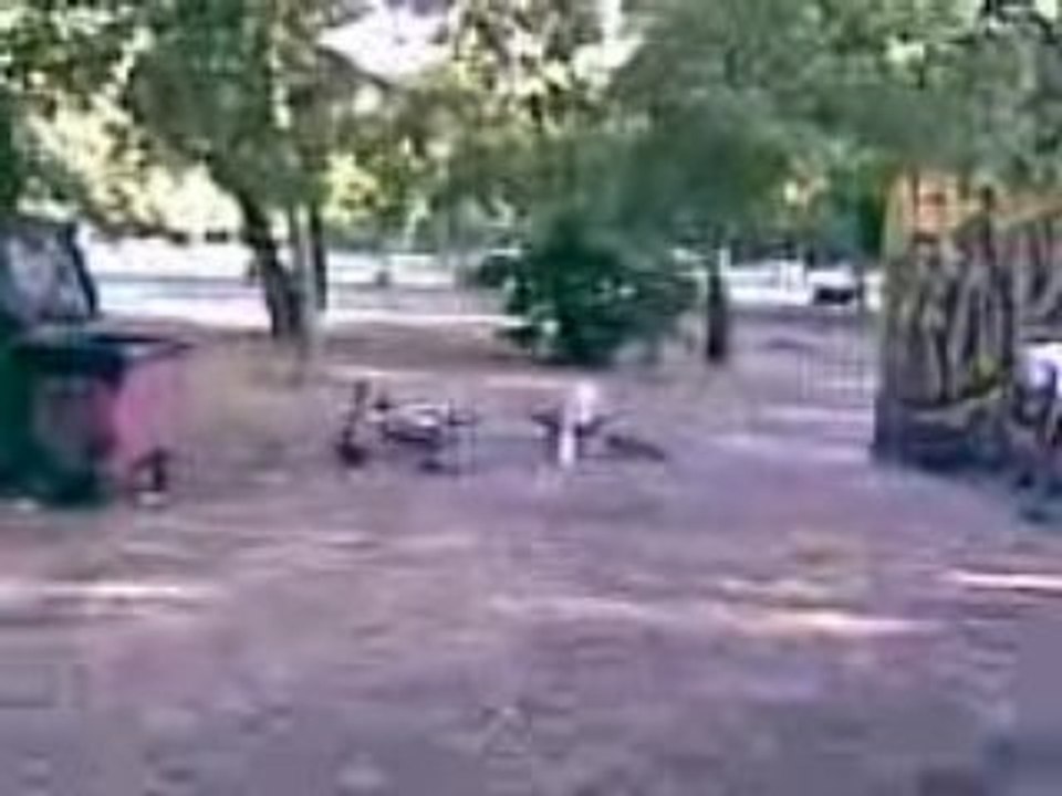 Vidéo008