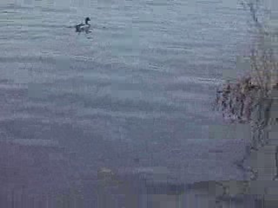 canard