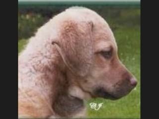 Wayne Dibbley Next Level Gun Dog Training