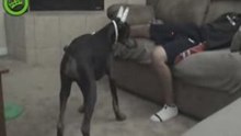 dog laser auw