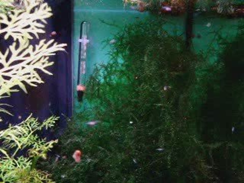 alevins danio 17 jours