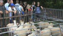 Cartignies : fête de la chèvre et du mouton