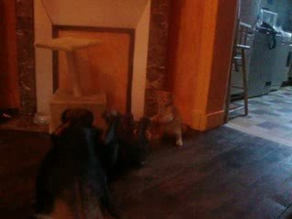 combat de boxe chat rottweiler