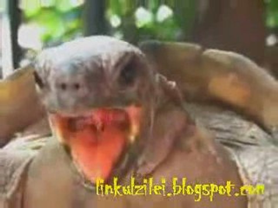 Turtle Love