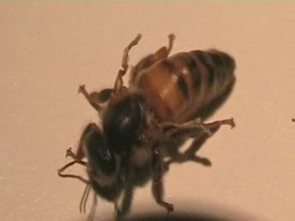 reine abeille sans ailes