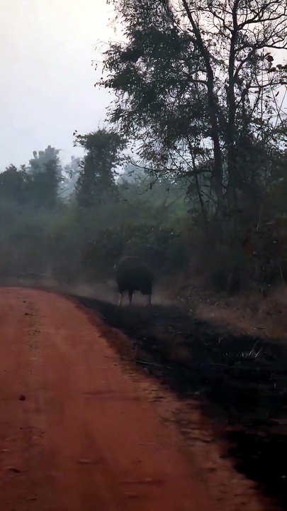 Shocking Wild Encounter: Giant Indian Gaur Chases Stalking Bengal Tiger