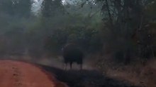 Shocking Wild Encounter: Giant Indian Gaur Chases Stalking Bengal Tiger