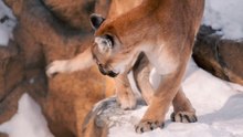 A closer look at how mountain lions adapt to human activity