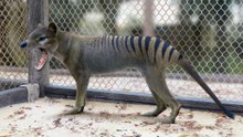Twelve Amazing Mammals We’ll Never See Again