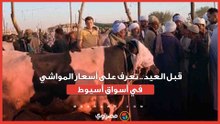 1قبل العيد.. تعرف على أسعار المواشي في أسواق أسيوط...