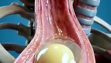 What Happens When You Eat a RAW EGG on an Empty Stomach digestion anatomy health