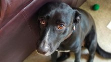 Meet 17 Sensitive Dog Breeds That Need Constant Attention