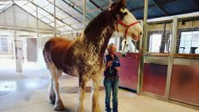 Meet the 12 Most Powerful Horse Breeds Built for Strength