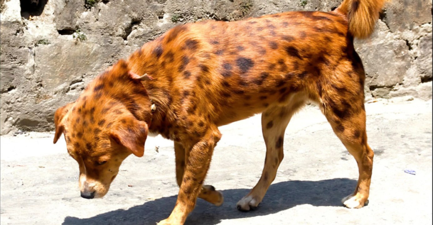 Inside the World of 12 Dog Breeds That Shouldn't Exist—Yet Do.