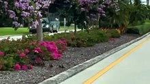 Woman stops traffic to let the ducklings go through! 🥰