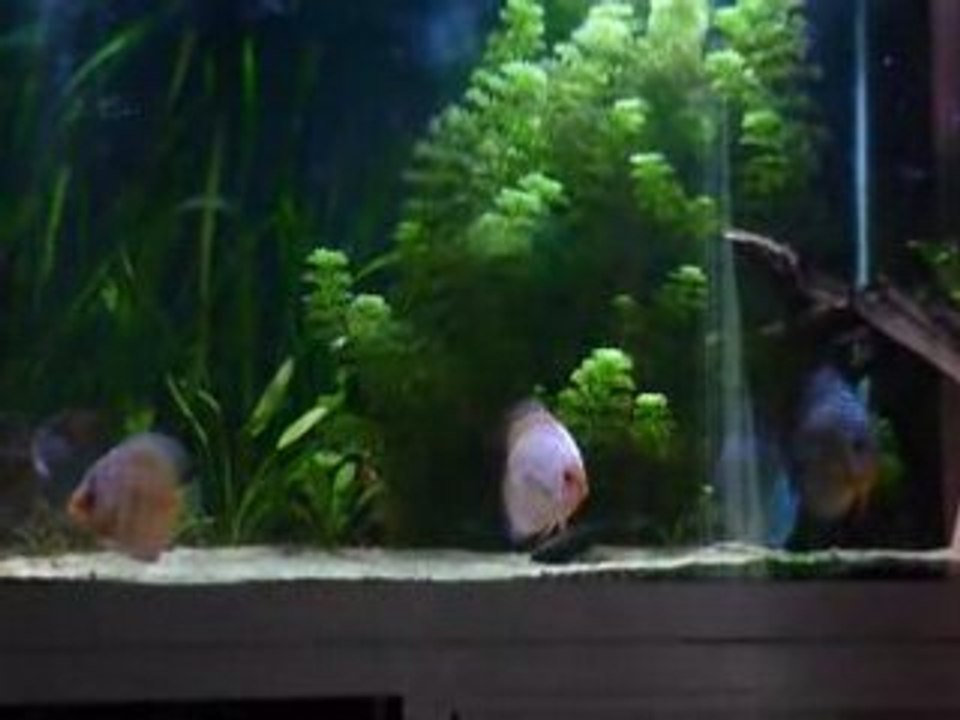 Aquarium 12 juin 2008 002