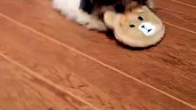 shih tzu is now 5 months old