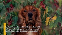 Cute Dog Breeds Prone to Aggression