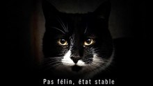 PAS FÉLIN — ÉTAT STABLE