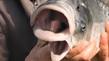 Behind the Plastic Ocean, Are We Accidentally Breeding a New Species