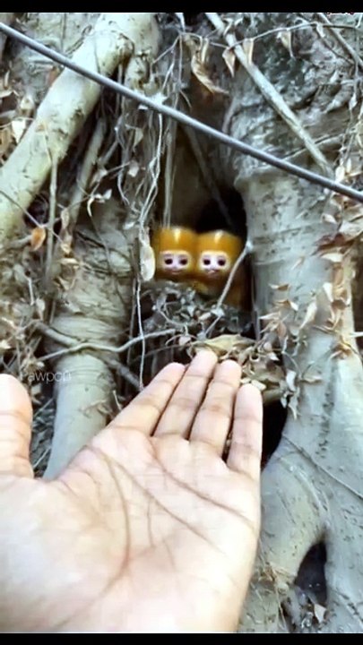 Little monkey