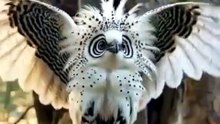 Beautiful owl